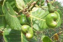 Cashew noten