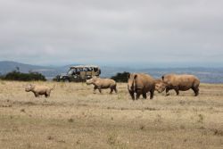 Tourism can help fight poachers
