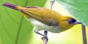 Nieuwe vogelsoort ontdekt in centraal Sulawesi