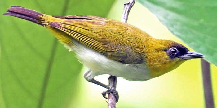 nieuwe vogelsoort