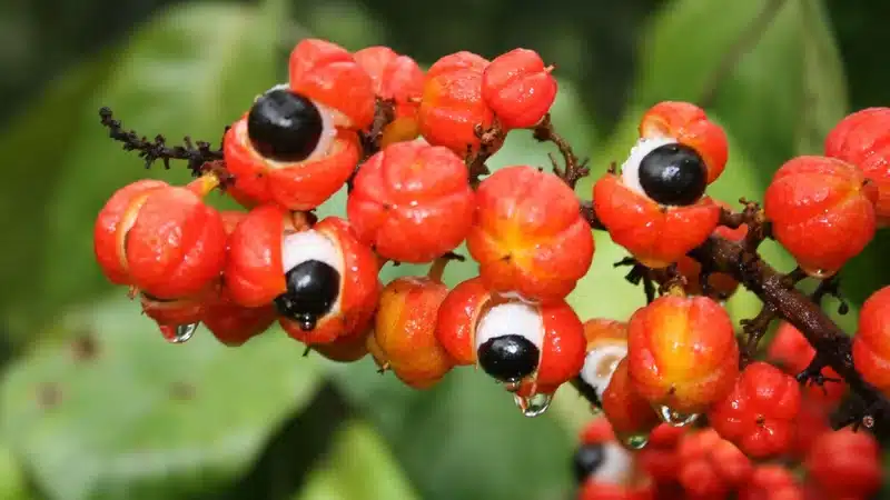 Guarana: Dit Zijn De 12 Wetenschappelijk Onderbouwde Gezondheidsvoordelen