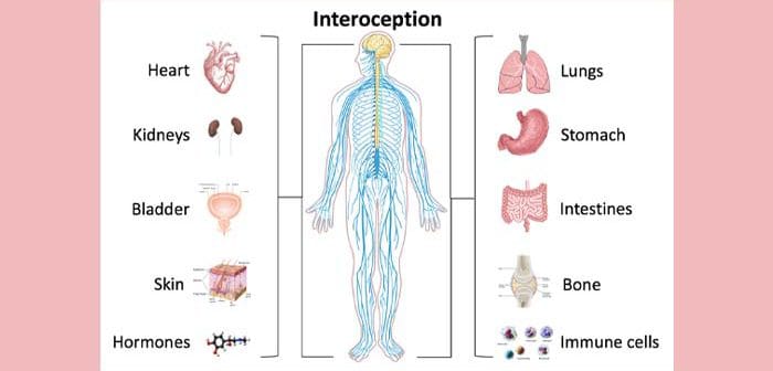 Interoceptie: Mannen en vrouwen nemen interne lichaamssignalen anders waar. Met bijzondere gevolgen voor jouw geestelijke gezondheid