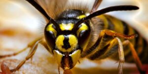 De waardevolle rol van wespen in het milieu