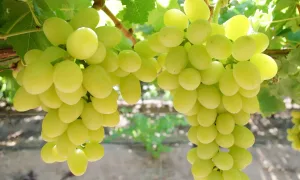 Witte druiven: 7 geweldige voordelen