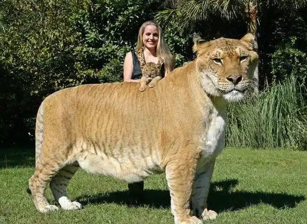 liger