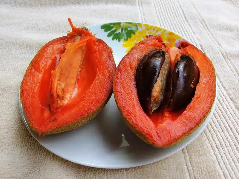 Sapote - De chocoladevrucht uit Mexico