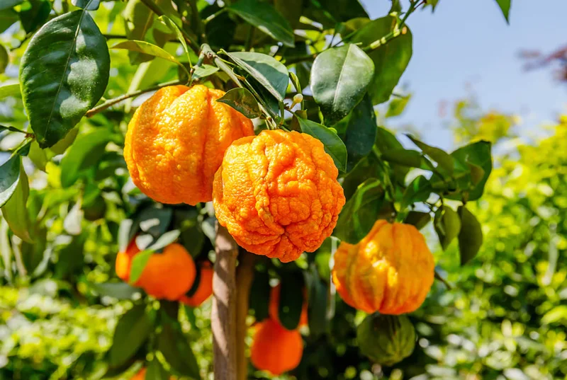 Sour Orange - De bittere sinaasappel uit Zuid-Amerika