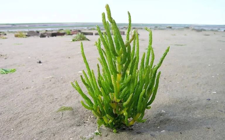 Zeekraal - Zilte groente die aan de kust groeit Bron van mineralen + 3 recepten