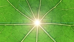 Als Het Op Fotosynthese 🍃☀️ Aankomt, Voeren Planten Kwantumberekeningen Uit 🤓