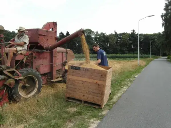 Afbeelding: Een boer oogst lokale gerst op de Wageningse Eng voor Stadsbrouwerij Wageningen – een initiatief dat inzet op regionale teelt van oude gewassen.
